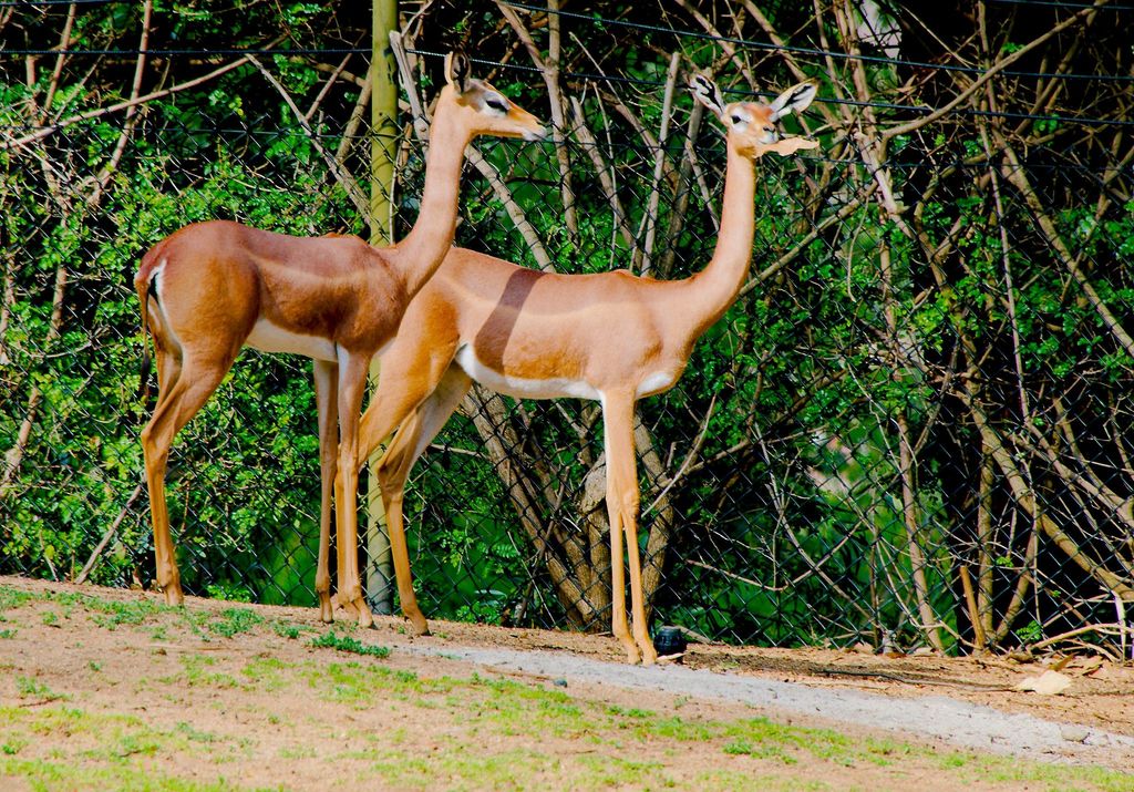 Southern Gerenuk (Litocranius walleri walleri) - Know Your Mammals