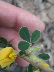 Chamaecytisus hirsutus