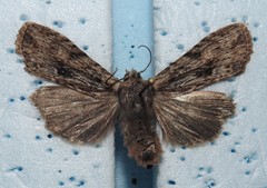 Lithophane hemina