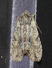 Lithophane hemina