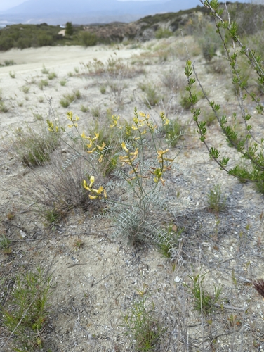 Image of Astragalus pachypus by (c) Jordan Zylstra, some rights reserved (CC BY)