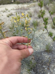 Astragalus pachypus jaegeri