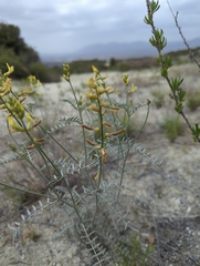 Astragalus pachypus jaegeri