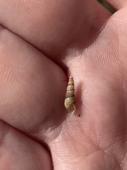 Opeas pyrgula