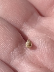 Opeas pyrgula