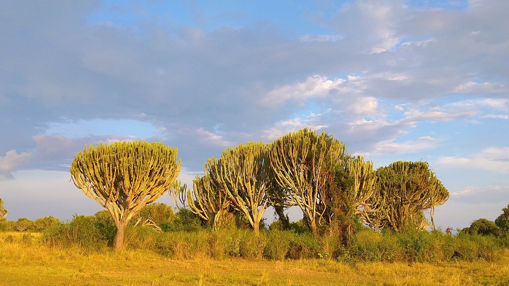 Euphorbia ingens, Kasese District, Uganda, by Henrik Bjerresø