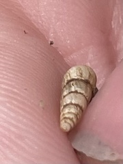 Opeas pyrgula