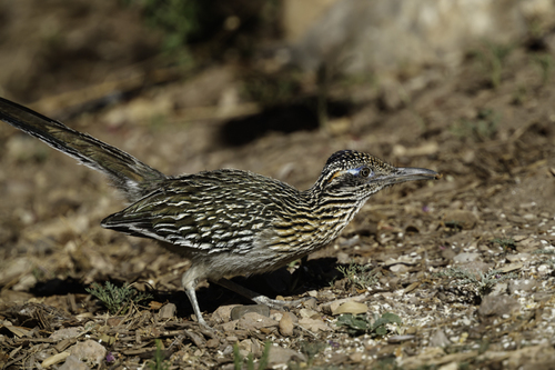 Wildlife Around Las Vegas, Greater Roadrunner (Geococcyx