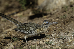 Greater Roadrunner photo 3