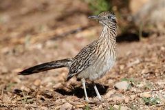 Greater Roadrunner photo 1