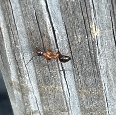 Camponotus inaequalis