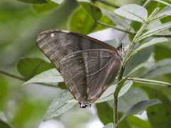 Morpho aega