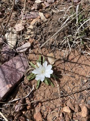 Oenothera cespitosa cespitosa