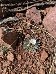 Oenothera cespitosa cespitosa