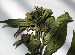 Symphyotrichum novi-belgii