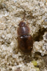 Epuraea unicolor