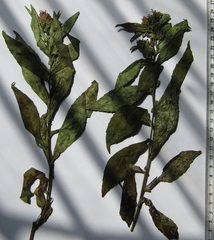 Symphyotrichum novi-belgii