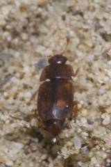 Epuraea unicolor