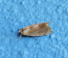 Dichogama redtenbacheri