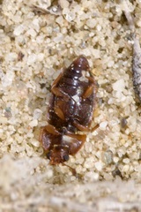 Epuraea unicolor