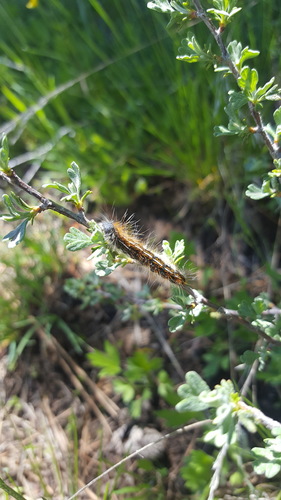 iNaturalist observation photo of Western Tent Caterpillar Moth
