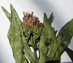 Symphyotrichum novi-belgii