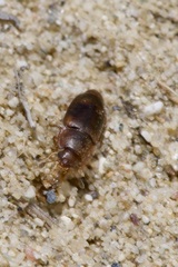 Epuraea unicolor