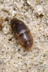 Epuraea unicolor