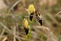Carex montana