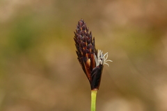 Carex montana