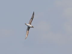 Pseudobulweria rostrata