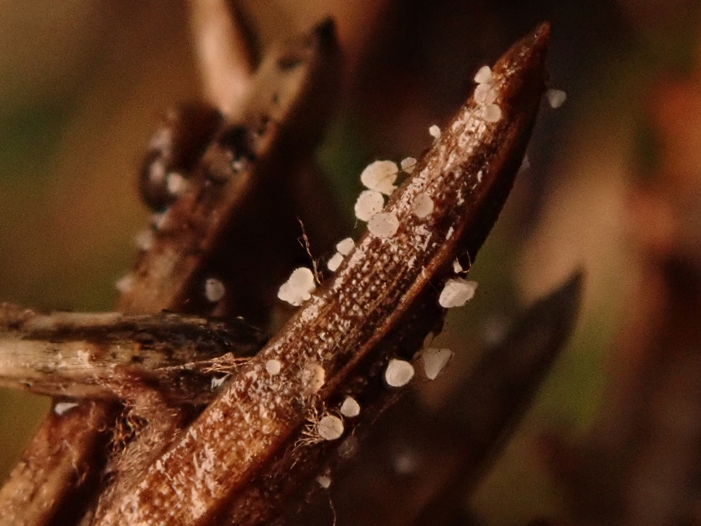 Cistella acuum