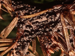 Rosellinia thelena