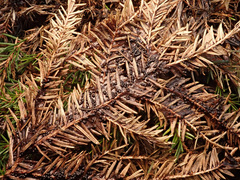 Rosellinia thelena