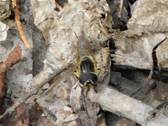 Callicera erratica