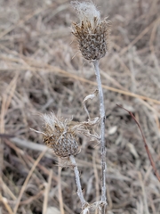 Cirsium flodmanii