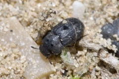 Melanimon tibiale