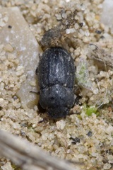 Melanimon tibiale