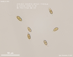 Truncatella conorum-piceae