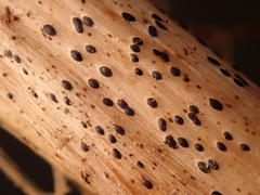Lophodermium paeoniae
