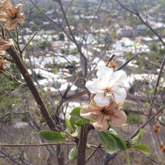 Cordia sonorae