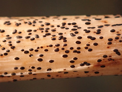 Lophodermium paeoniae