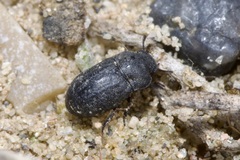 Melanimon tibiale
