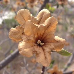 Cordia sonorae