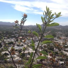 Cordia sonorae