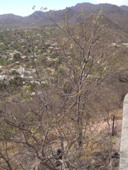 Cordia sonorae