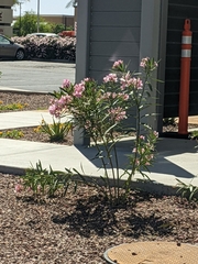 Nerium oleander