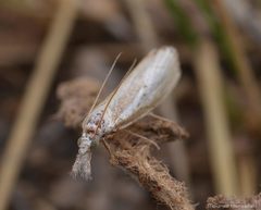 Agriphila straminella