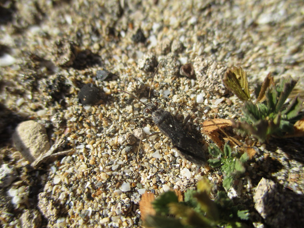 Euthetus humilis