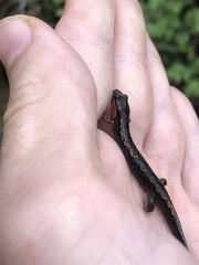 Desmognathus perlapsus